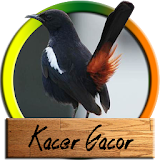 Kacer Gacor Komplit icon