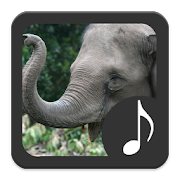 Top 20 Entertainment Apps Like Elephant Sounds - Best Alternatives
