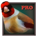Vogelquiz Pro