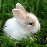 Rabbit Jigsaw Puzzles Game icon