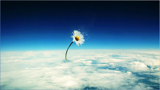 Nice Flower Wallpapers Screen 3