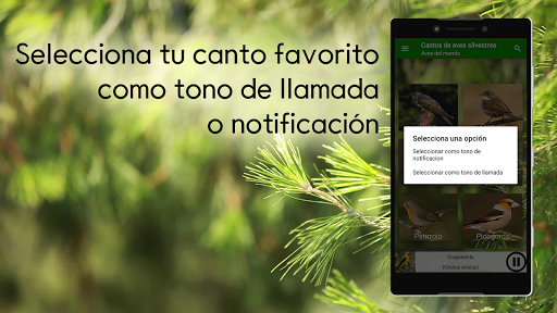 Cantos de aves silvestres PRO