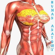 Top 26 Medical Apps Like HUMAN ANATOMY & PHYSIOLOGY - Best Alternatives