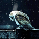 Hedwig Live Wallpaper icon