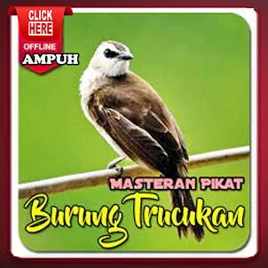 Masteran Ampuh Trucukan Gacor