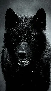 Wolf HD Wallpaper 4K