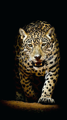 Download Wild Animal Wallpaper HD Free for Android - Wild Animal Wallpaper  HD APK Download 