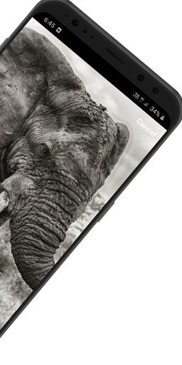 Wallpapers Bofogo themes 8K