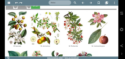 Key vascular plants Screen 3