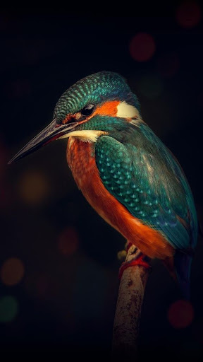 Android application Video Wallpaper for Huawei screenshort