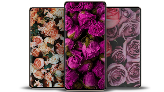 Rose Wallpapers