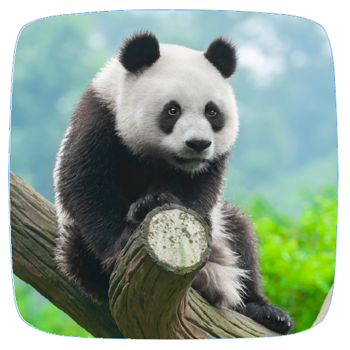 Panda Sounds - Apps on Google Play