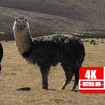 Cover Image of Download 4K Lama Wallpapers 1.0 APK