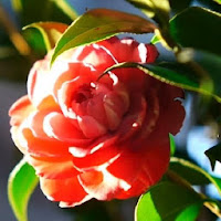 Camellia Rose Wallpapers HD