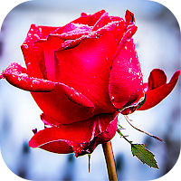 Roses Stickers for WhatsApp