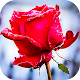 Roses Stickers for WhatsApp Download on Windows