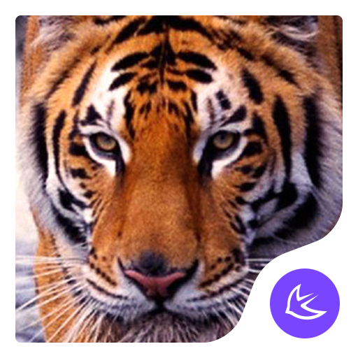 Fierce Wild Tiger APUS theme &  Icon