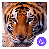 Fierce Wild Tiger APUS theme & HD wallpapers icon