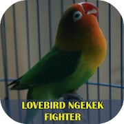 Lovebird Ngekek Fighter