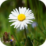 DaisyBG: Flower Wallpaper icon