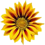 Yellow Flower Live Wallpaper icon