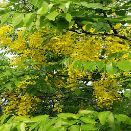Icon image Yellow Flowers Tree LWP