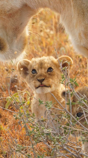 Lion Wallpaper Screen 3