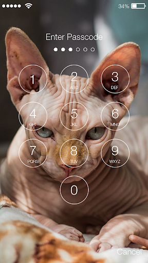 Cute Kitten Sphinx Cat Lock Sc Screenshot 2 - AppWisp.com