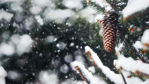 Winter Forest Screensaver screenshot 8