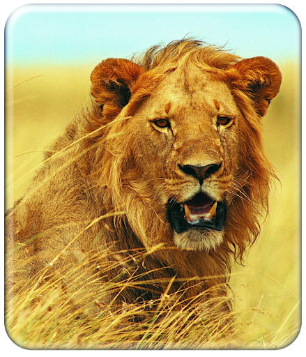 Roaring Lion Wallpaper HD Screen 2