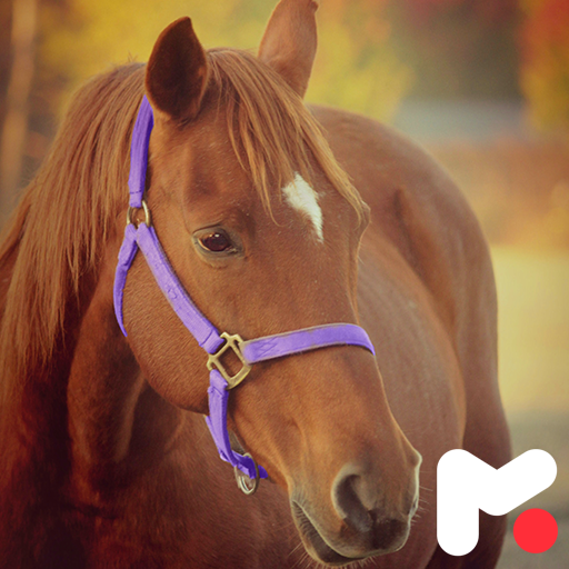 Horse Wallpapers Laai af op Windows