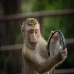 Cover Image of Tải xuống Monkey Pictures 1.0.0 APK