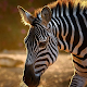 Zebra Wallpaper HD Download on Windows