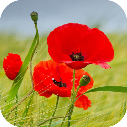 Poppy Flower Live Wallpaper logo