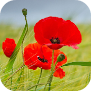 Poppy Flower Live Wallpaper