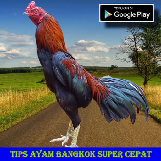 Tips Ayam Bangkok Super Cepat