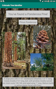 Colorado Tree Identifier