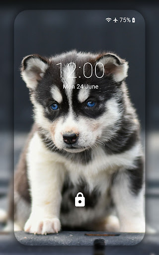 Husky wallpaper