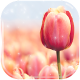 Tulip Flower HD Wallpaper icon