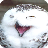 Owl HD Live Wallpaper icon