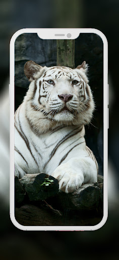 Screenshot of Lion Wallpapers HD - EpicWalls