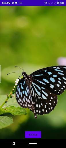Butterfly Wallpapers Screen 2