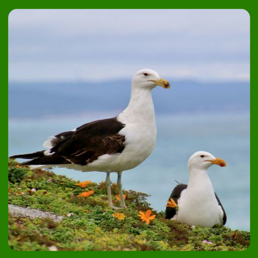 Fondos de Pantalla Gaviotas 1. logo