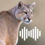 Cover Image of Baixar Cougar hunting calls 1.0 APK