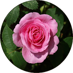 Cover Image of डाउनलोड Roses Wallpapers 1.1.1.0 APK