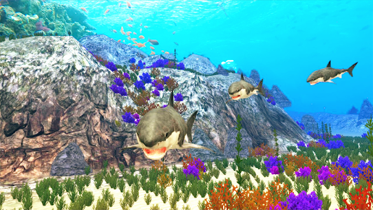 The Shark 2
