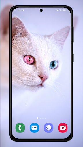 Kittens and cats wallpapers Screen 3