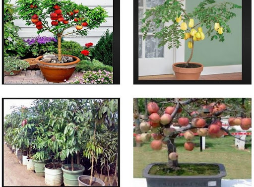 Fruit plants at Bonsai Screen 2