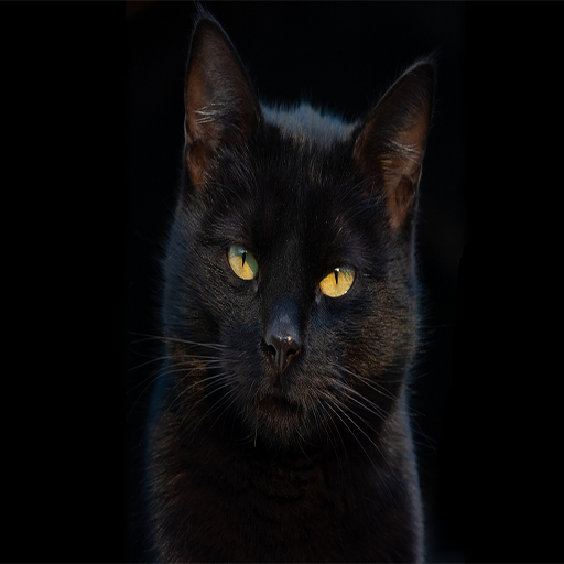 Black cat pictures