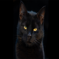 Black cat pictures